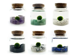 Moss Ball Kit