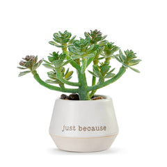 Loved Mini Succulent