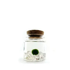 Moss Ball Kit