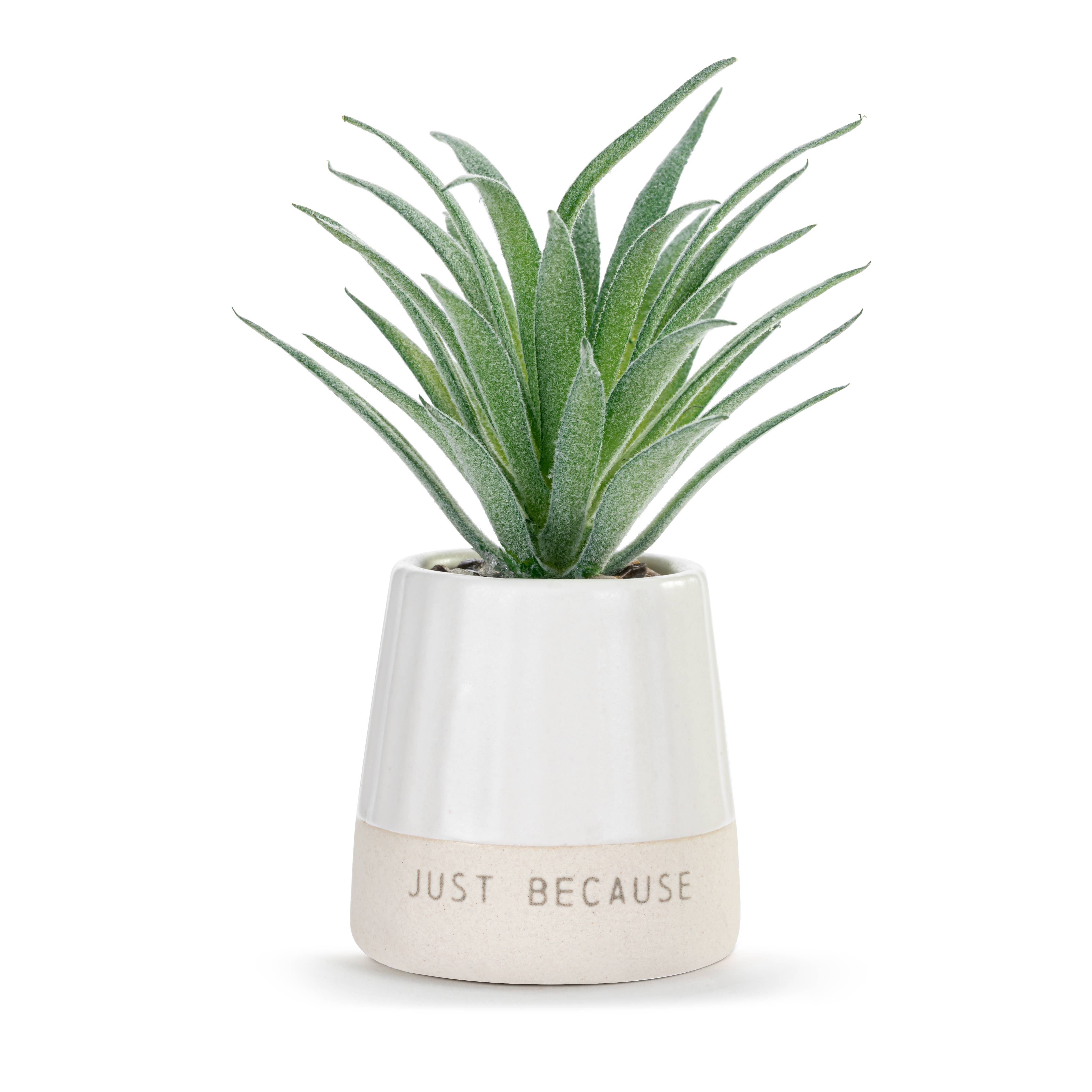 Happy Day Mini Succulent