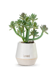 Loved Mini Succulent