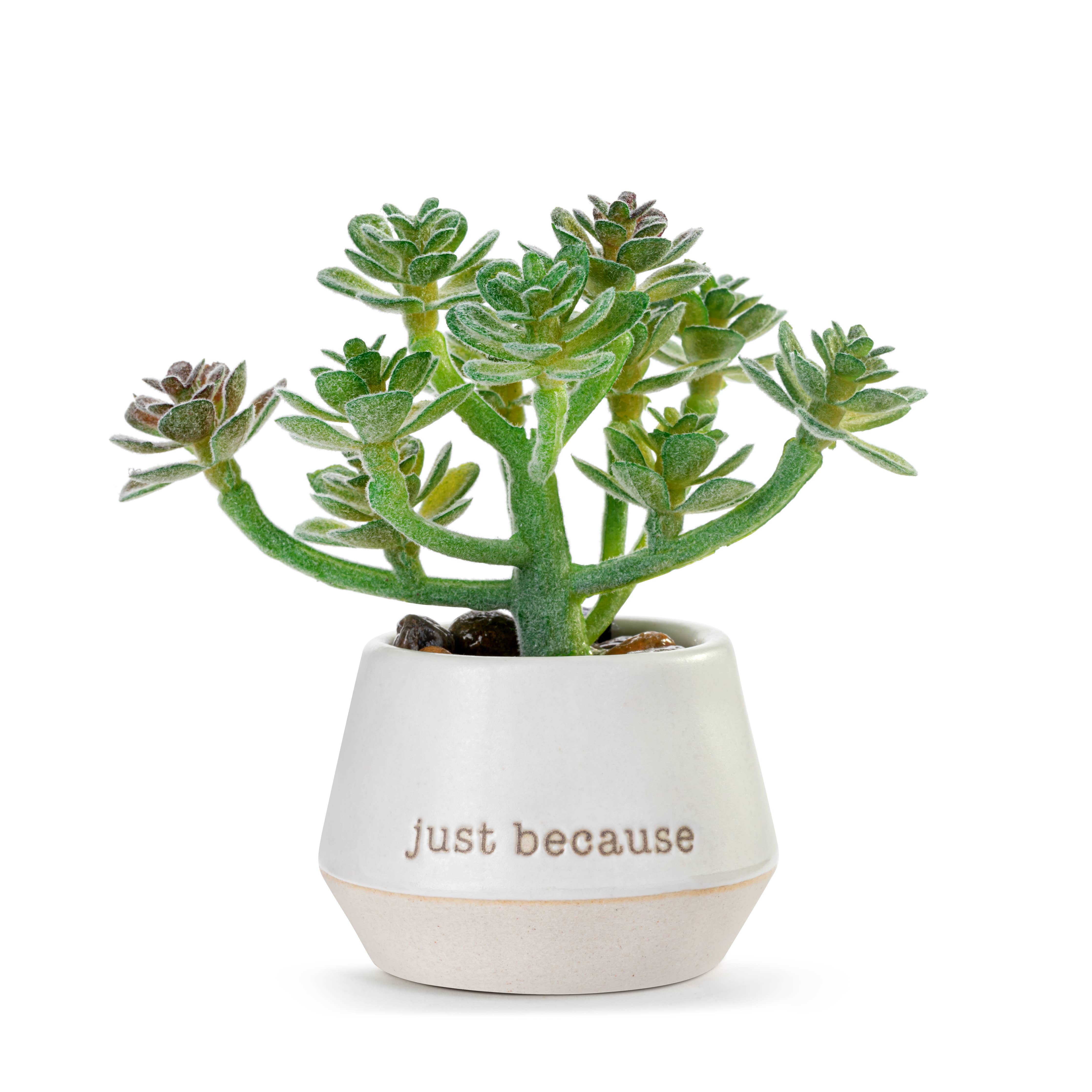 Loved Mini Succulent