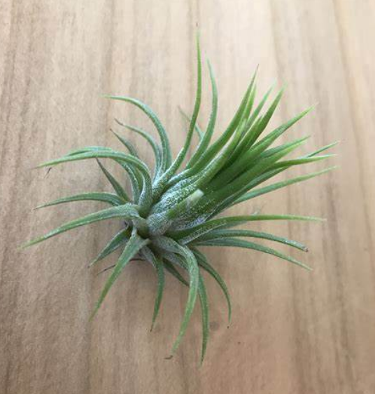 Medium Airplant