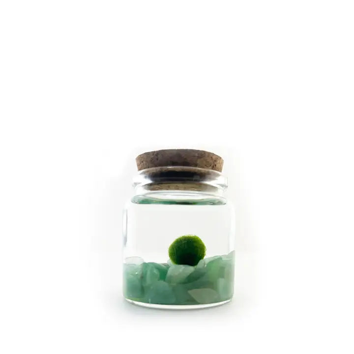 Moss Ball Kit