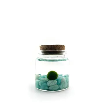 Moss Ball Kit