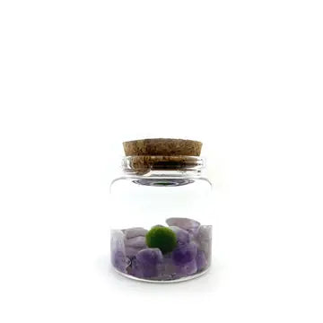 Moss Ball Kit