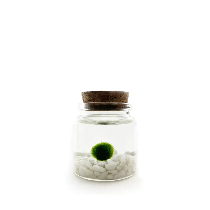 Moss Ball Kit