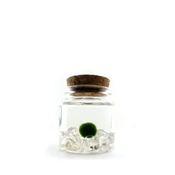 Moss Ball Kit