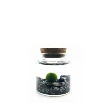 Moss Ball Kit