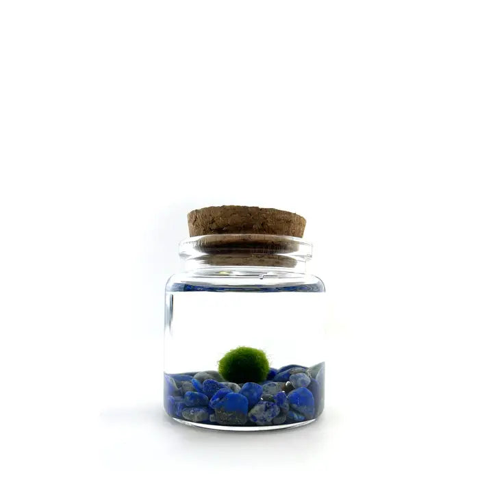 Moss Ball Kit