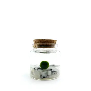 Moss Ball Kit