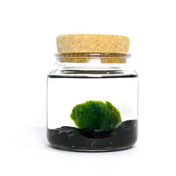 Moss Ball Kit