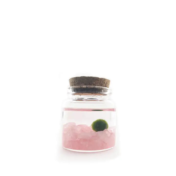 Moss Ball Kit