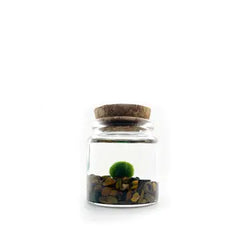 Moss Ball Kit